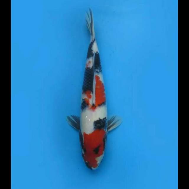 35cm - Showa Sanshoku Hq