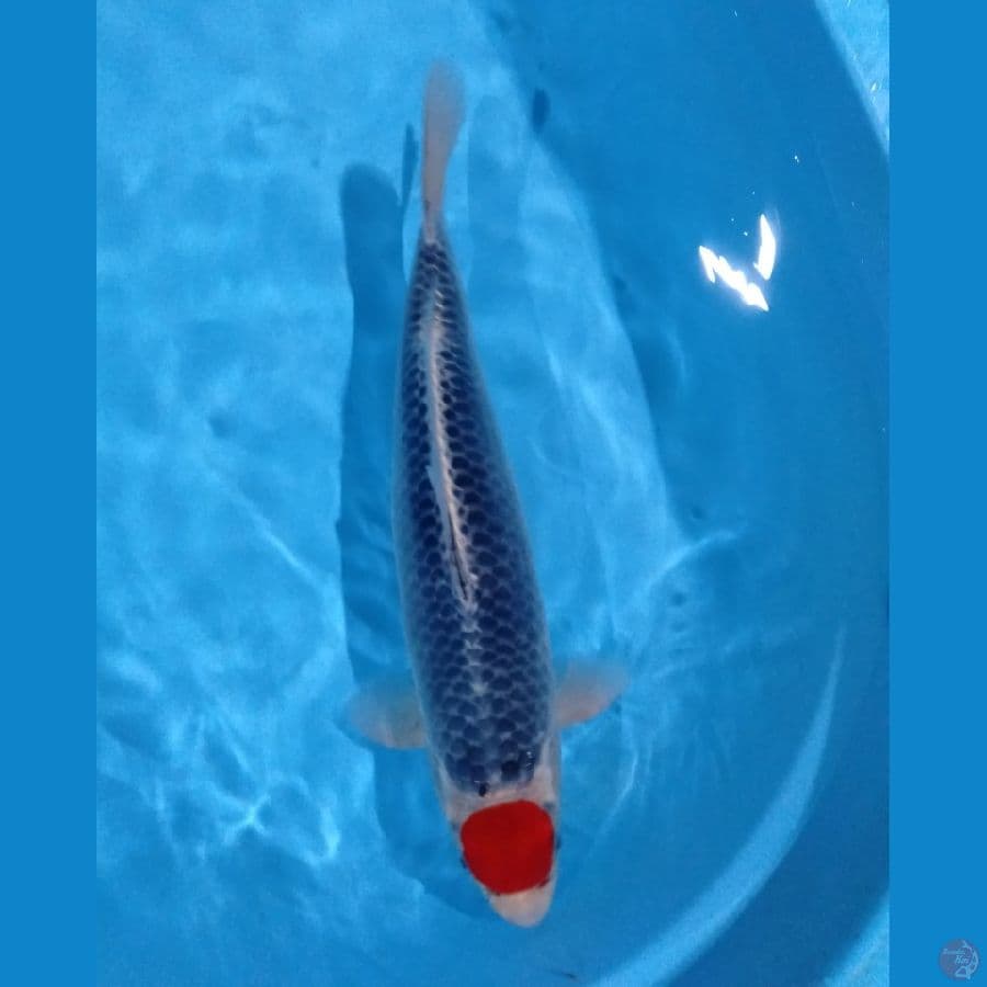 tc goshiki 38cm (male)