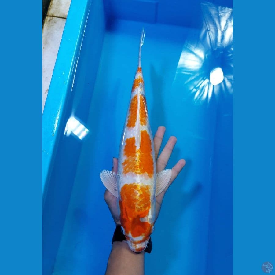 37-40-42-45cm sebagian munuk
