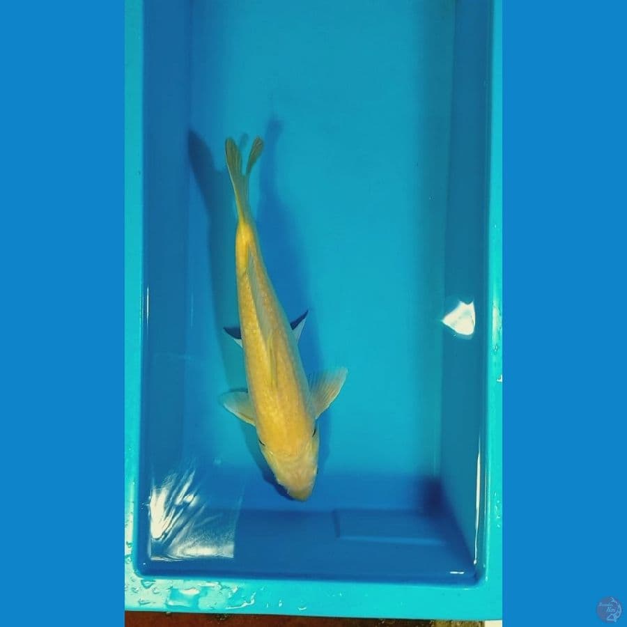 37-40-42-45cm sebagian munuk