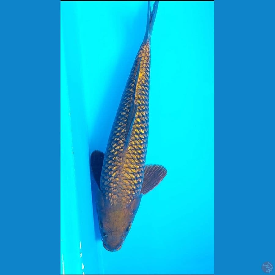37-40-42-45cm sebagian munuk