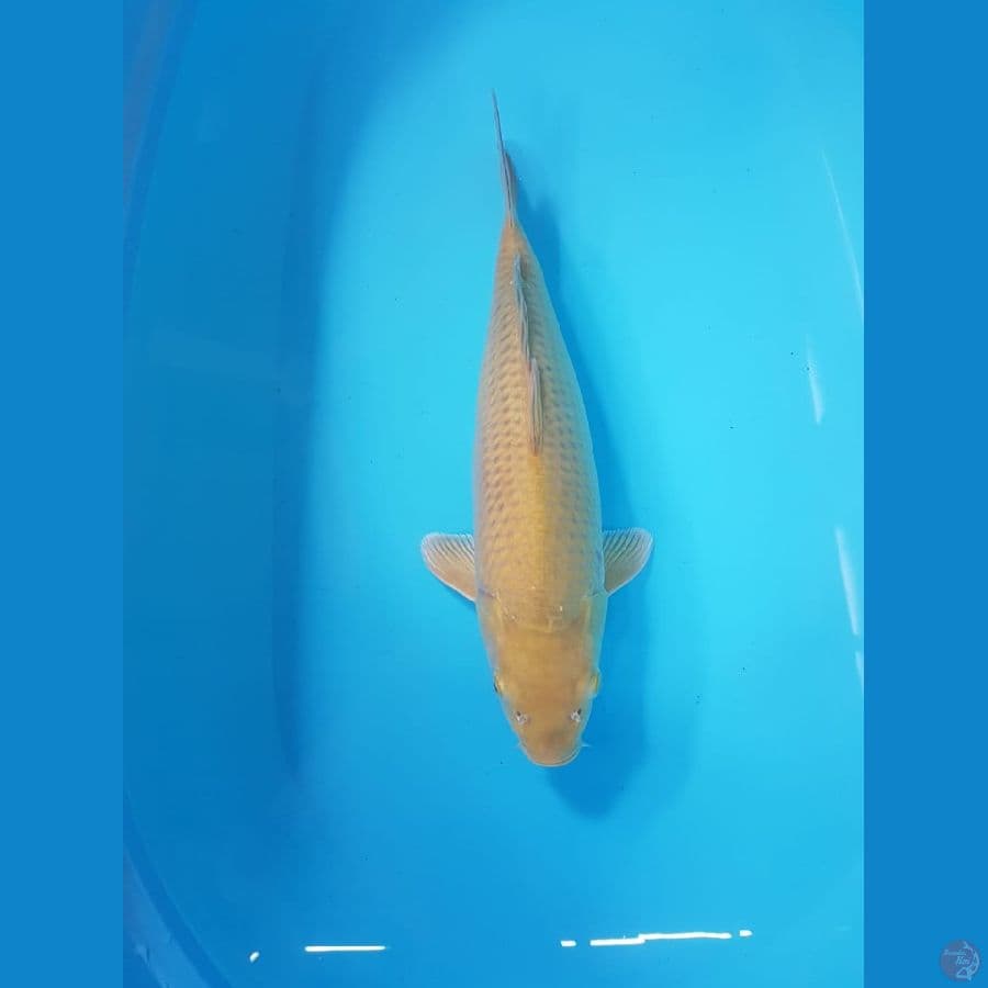 Midori jumbo 45cm ring joosss