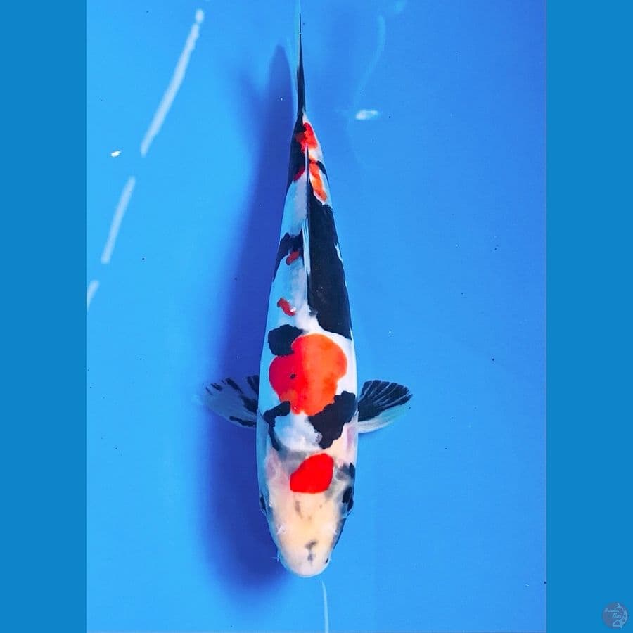 showa doitsu 18cm