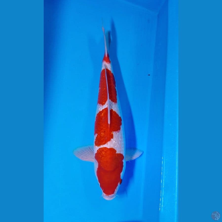 45Bu jantan merah strong poll