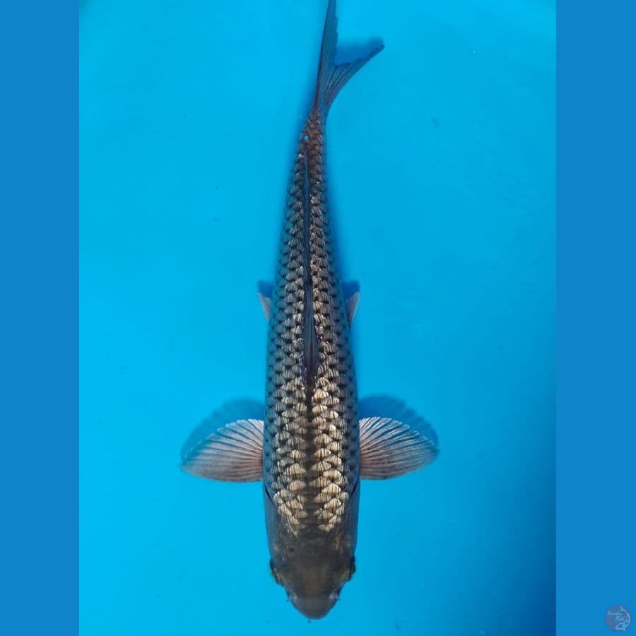 sq black soragoi full.ginrin male 35cm
