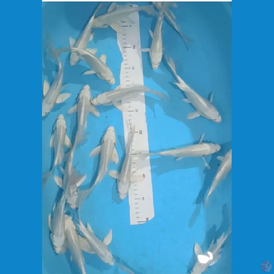 PAKET PLATINUM kumpay 20 ekor