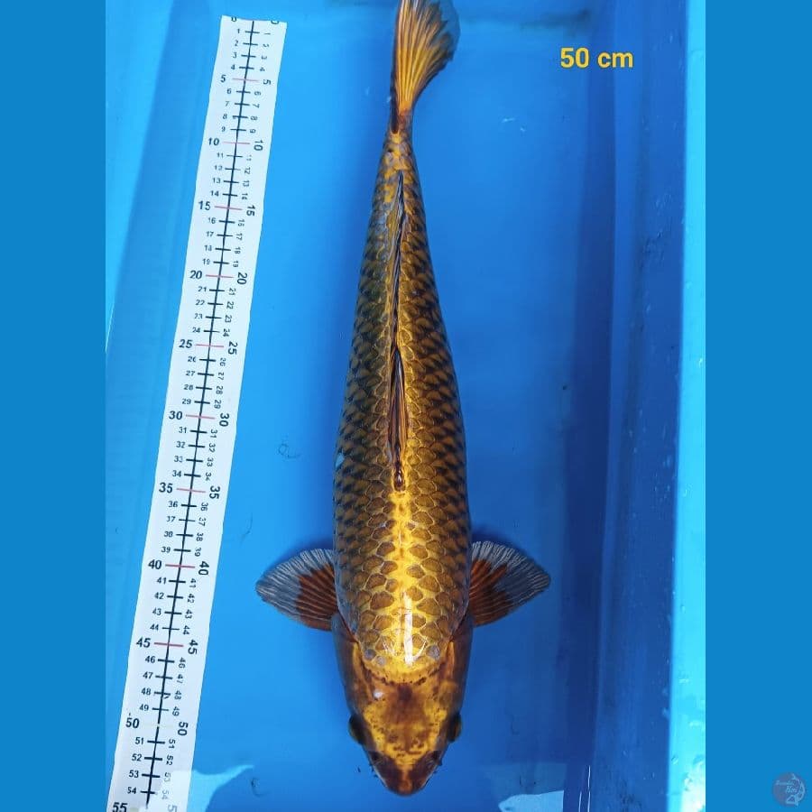 Mukasi Gold male 50 cm