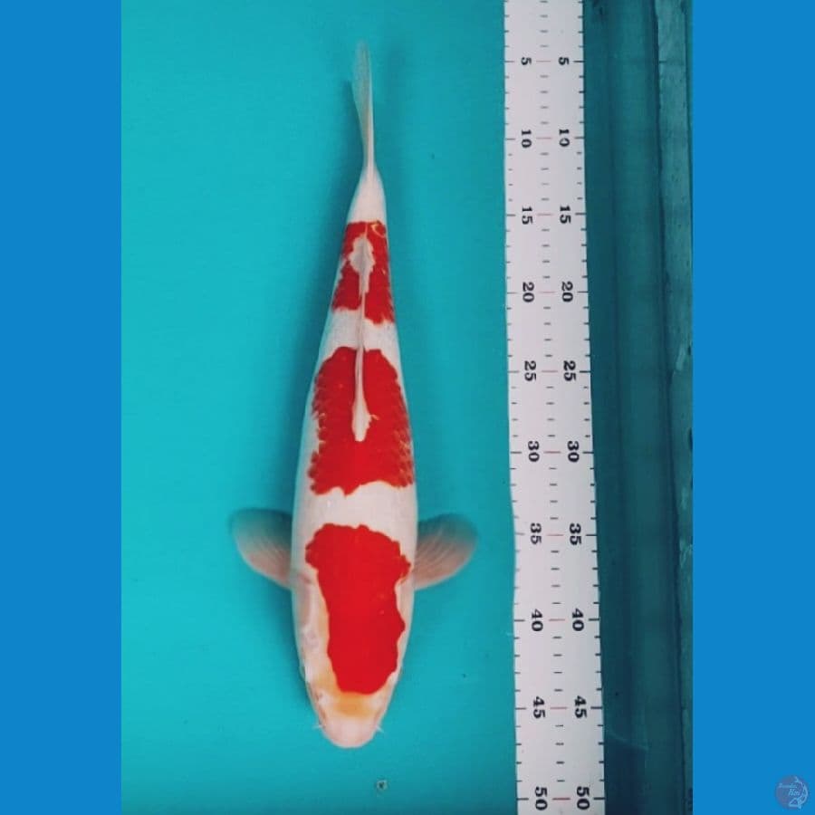 kohaku step 40cm body jumbo