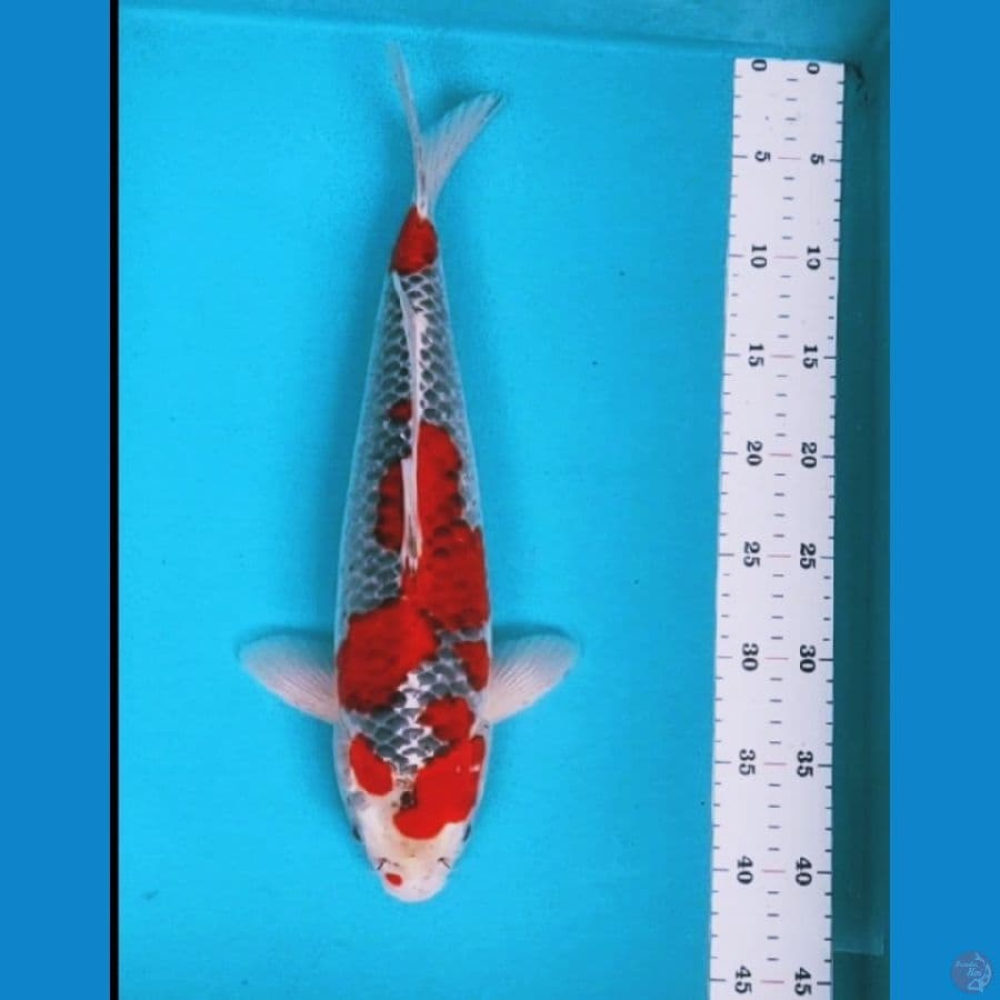 goshiki strong 40cm male