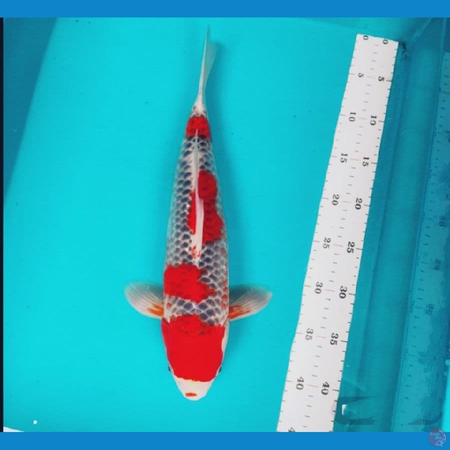 maruten goshiki 38cm male