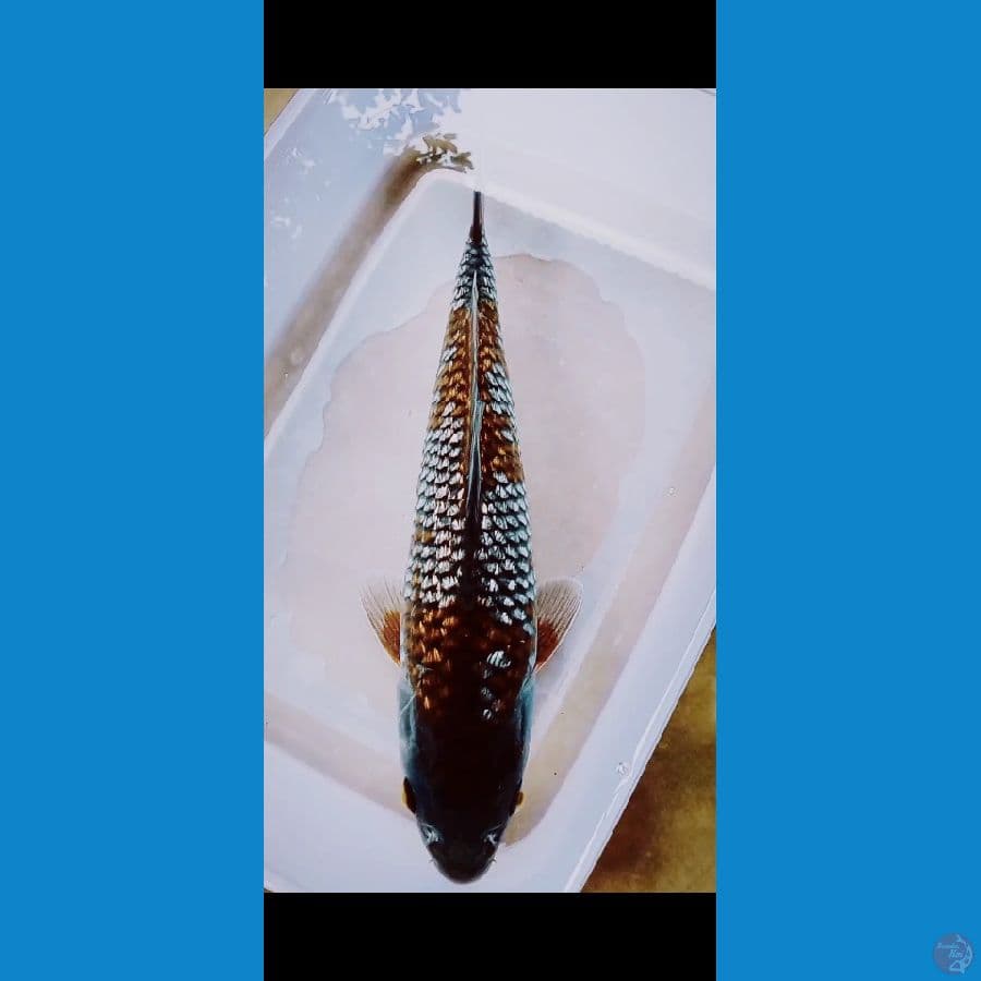 Ochiba 28CM