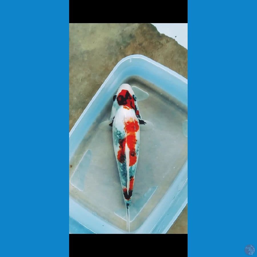 Showa 25CM
