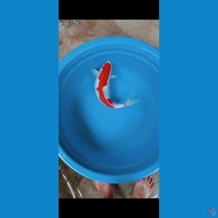 KOHAKU DOITSU 40CM
