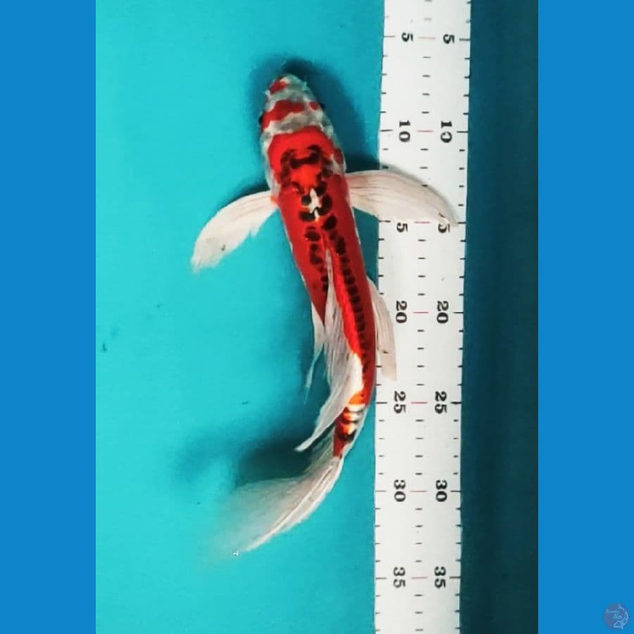 kumpay benikiko 30cm male