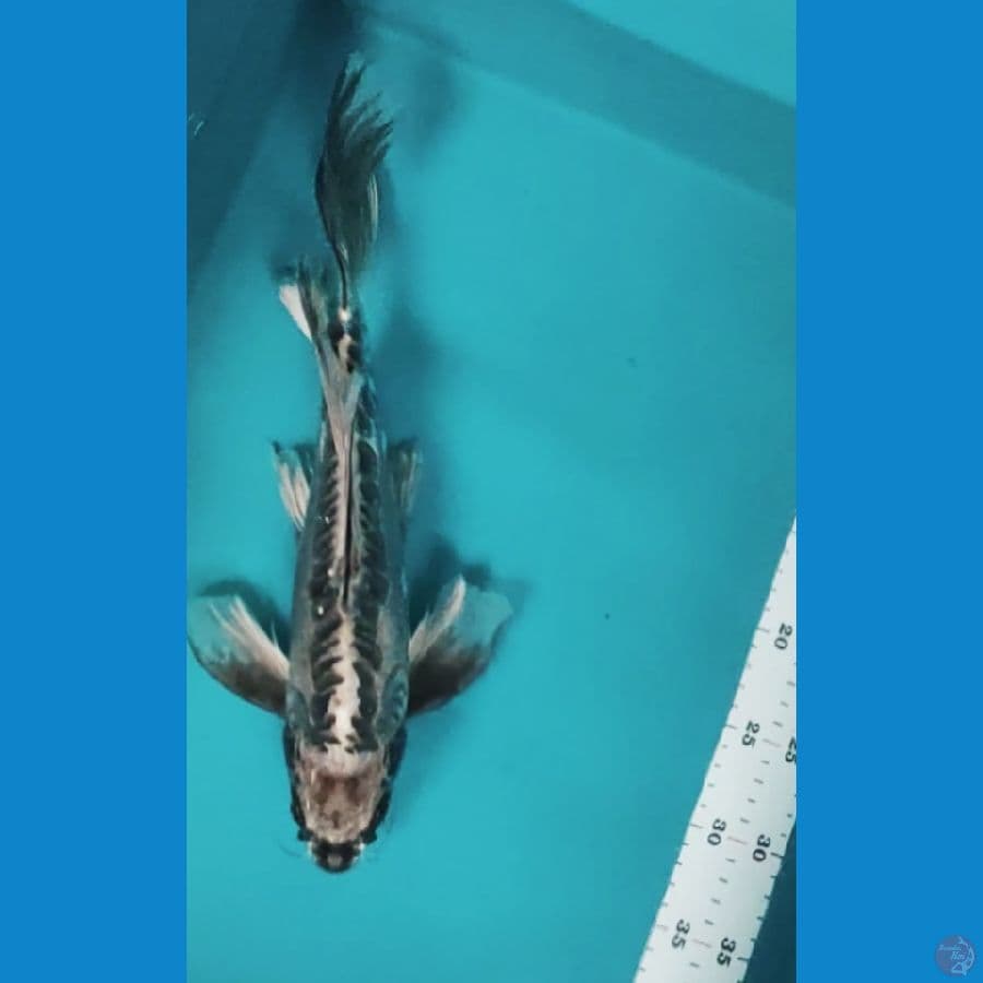 kumpay kawari 35cm male