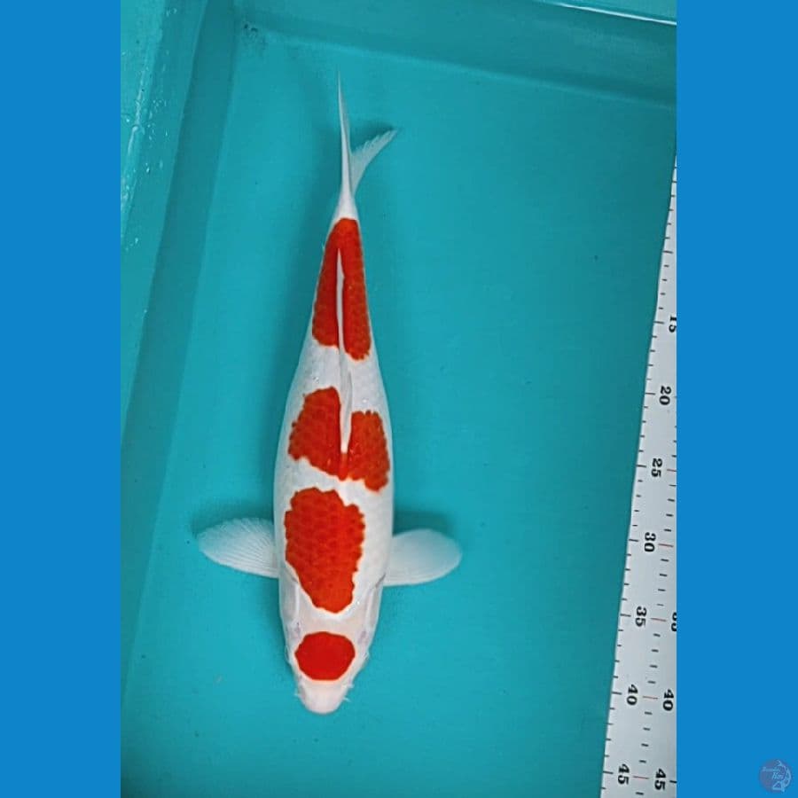 maruten kohaku 40cm/fm