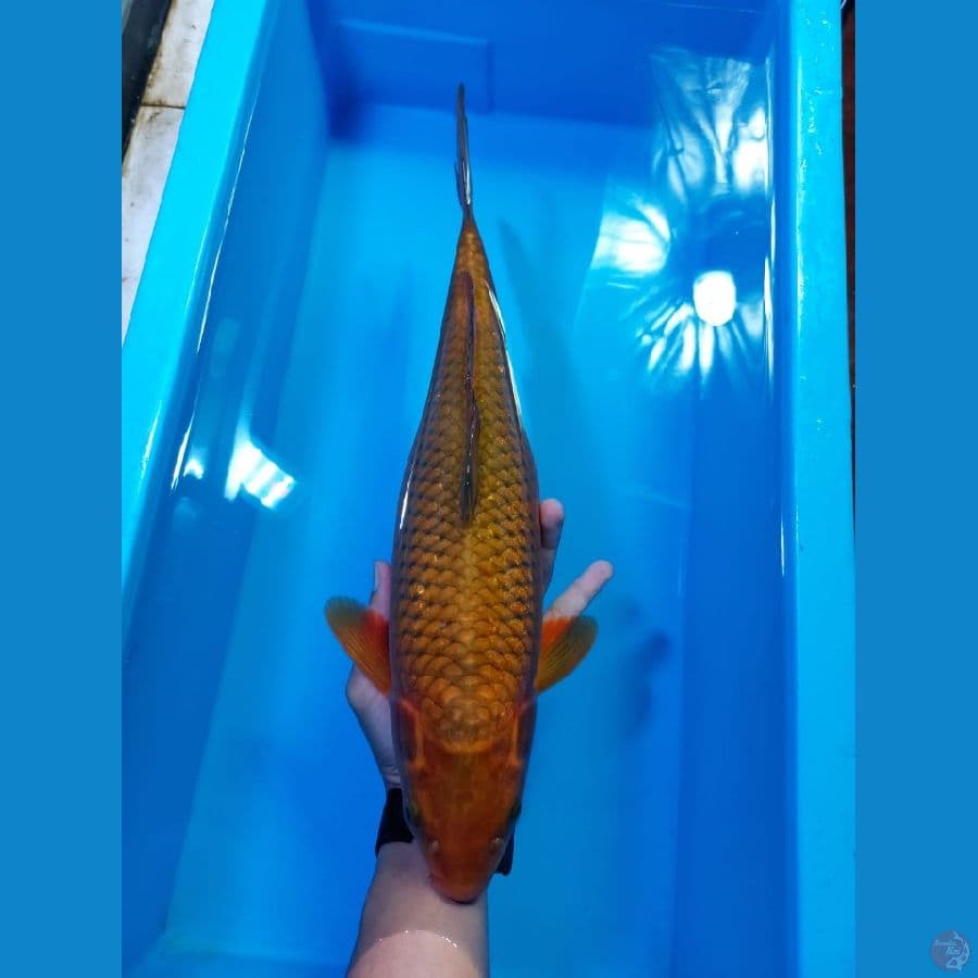 CHAGOI BULKY 40CM