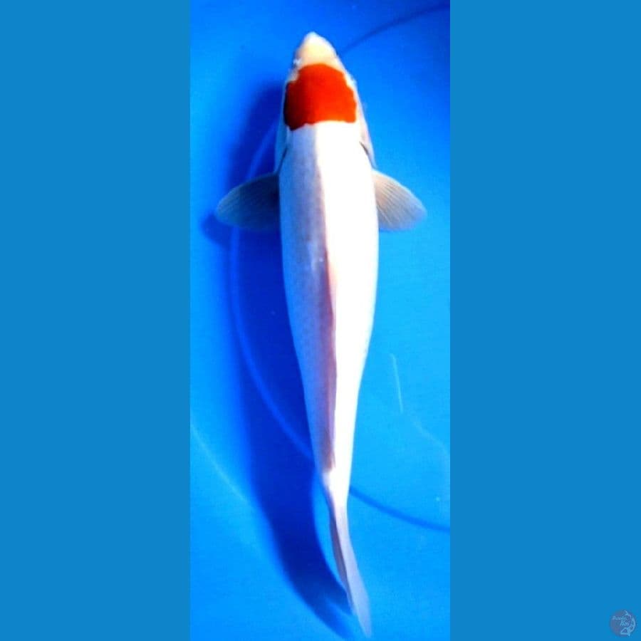 original tanco kohaku