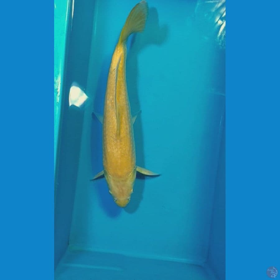 KARASHI Male 42CM