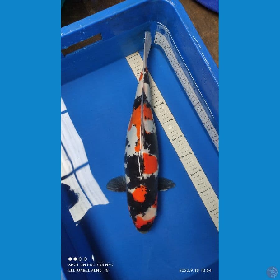 SHOWA DOITSU 45cm Female