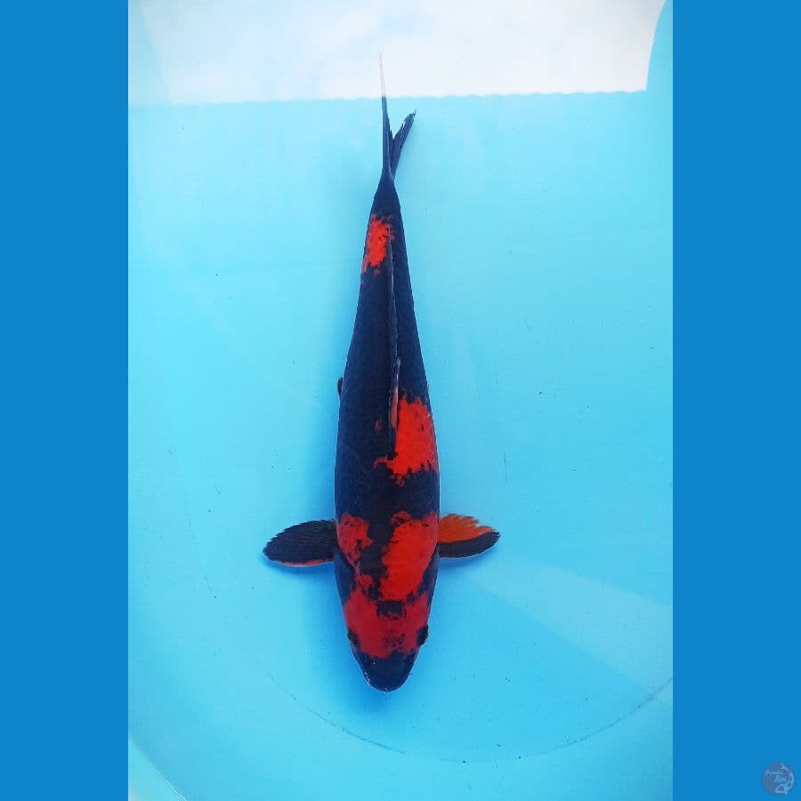 hiutsuri SQ 38cm