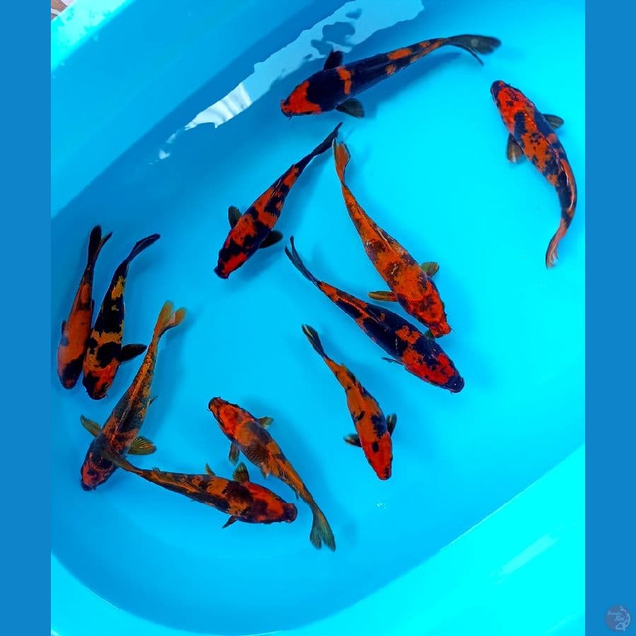 paket 11ekor hi utsuri 15/20cm