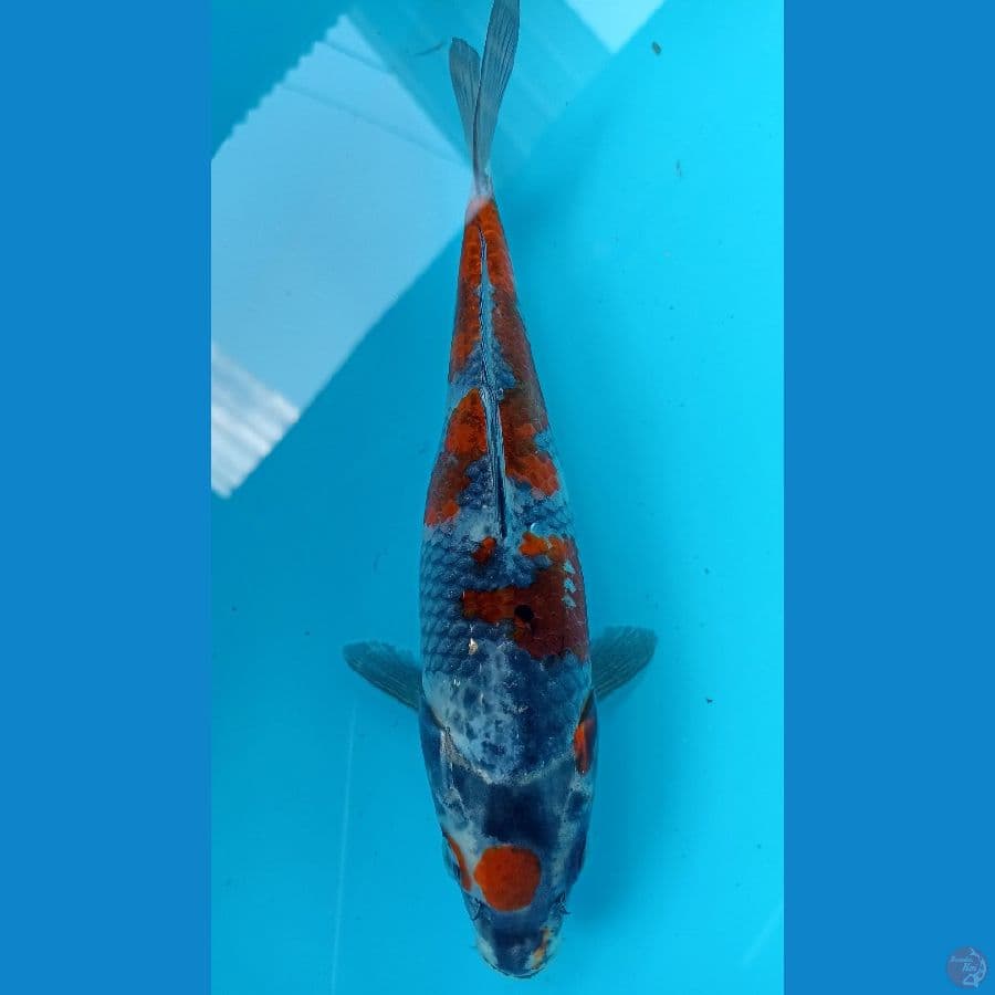 goshiki showa 25cm