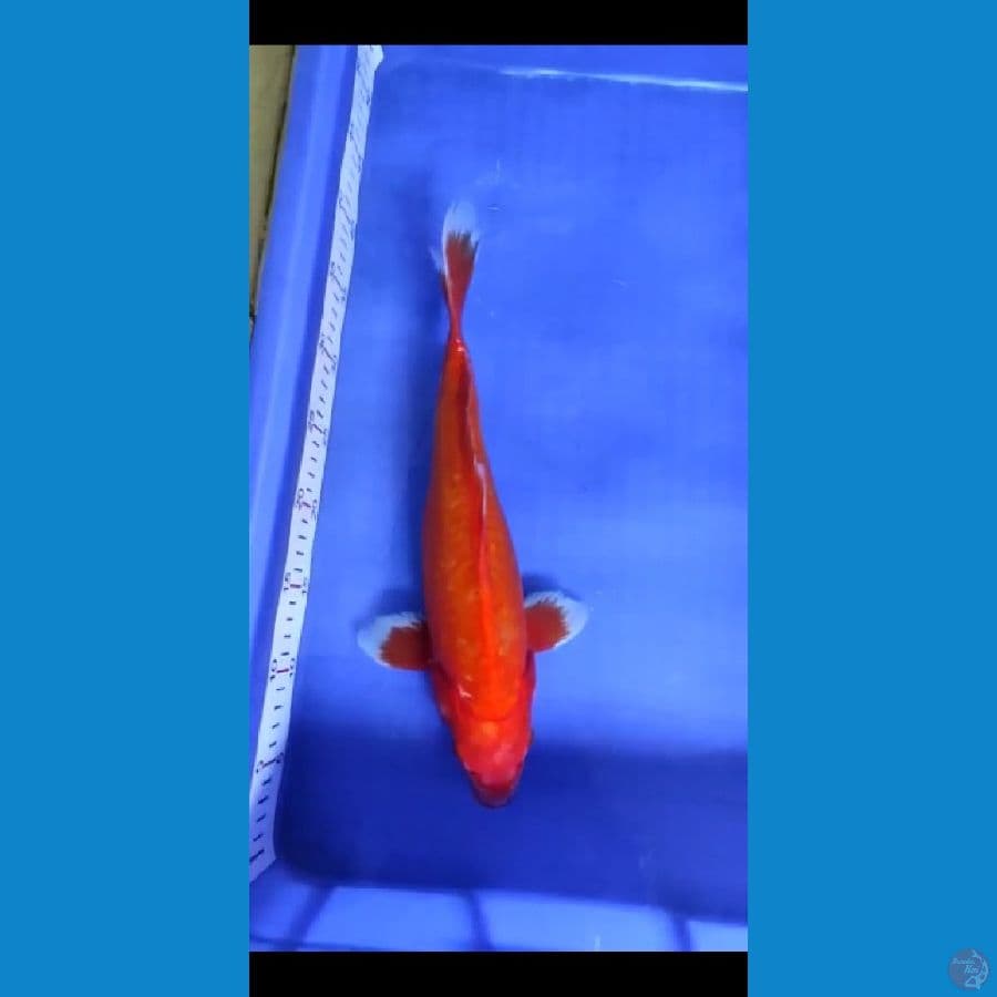 akahajiro doitsu