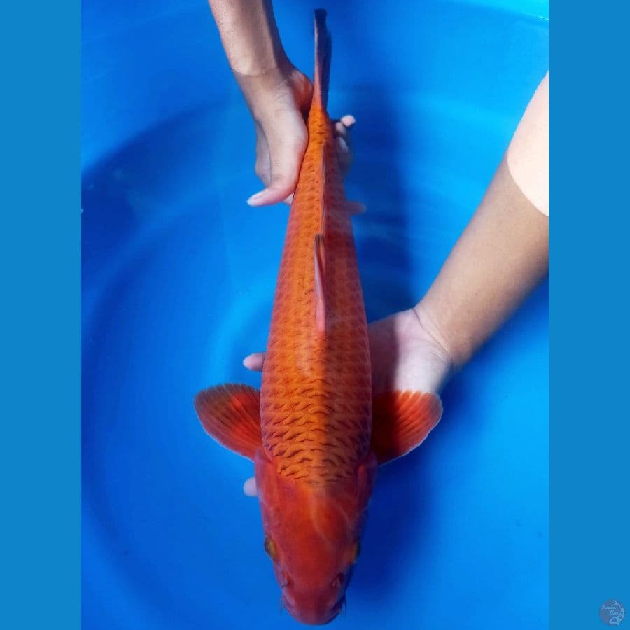 Karamel Jantan