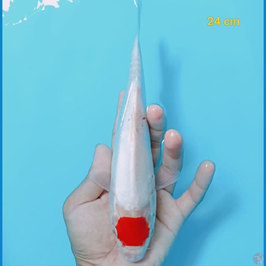 TANCHO KOHAKU 24CM