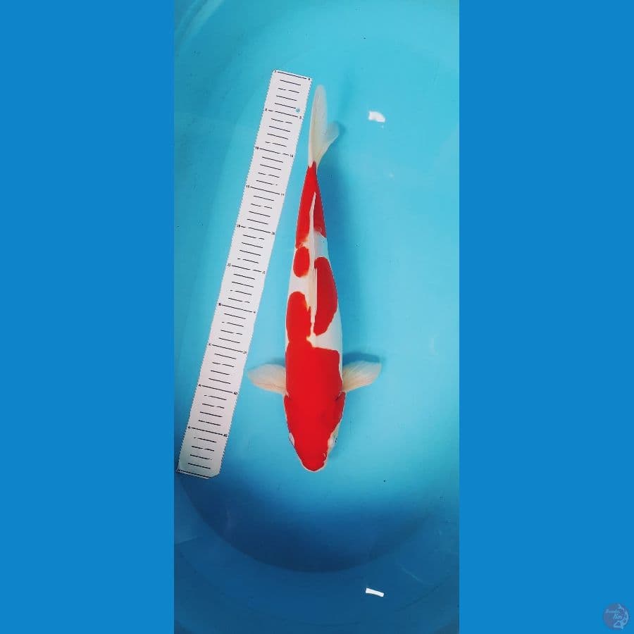 Open Lelang Doitsu Kohaku 42cm