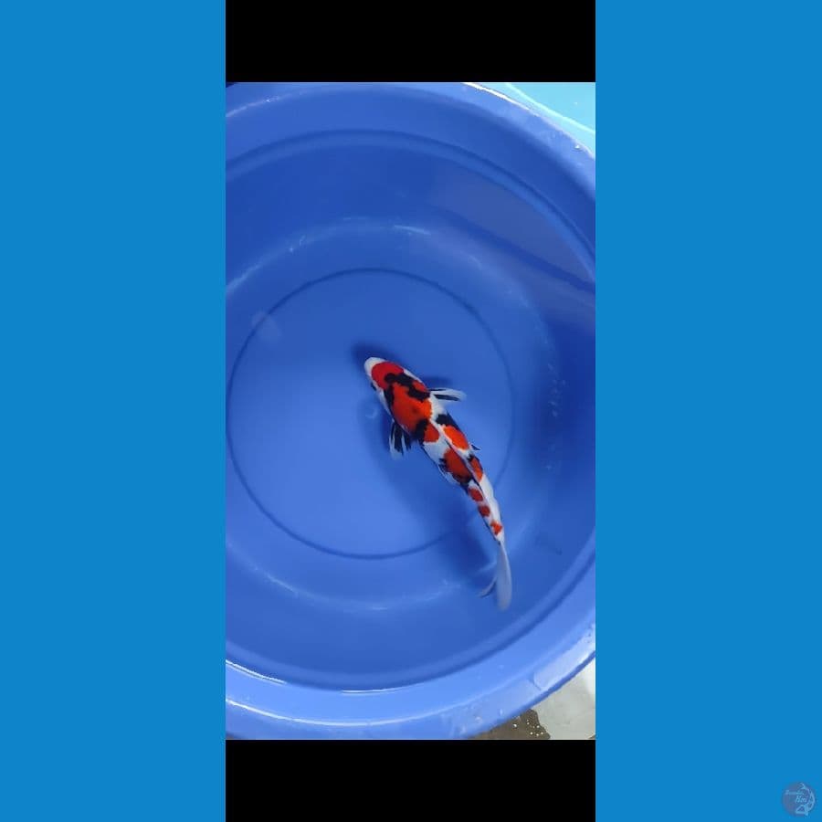 showa metir di kepala 33cm male
