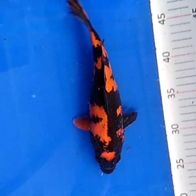 Utsuri. 24cm