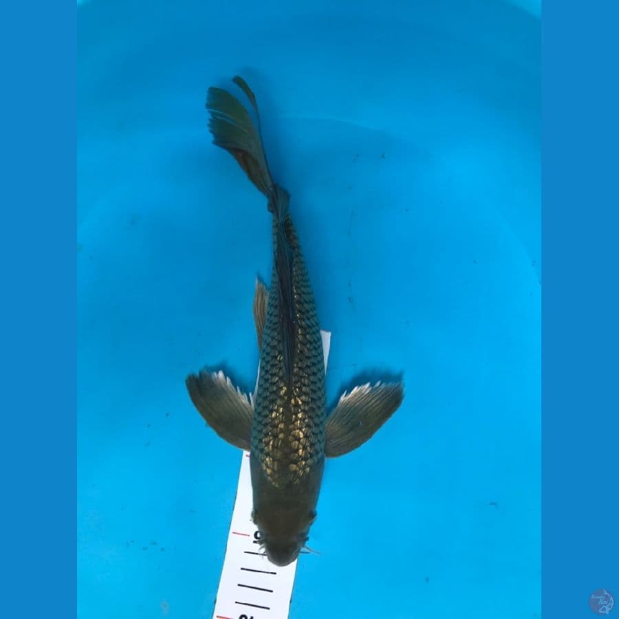kumpay 35cm Male