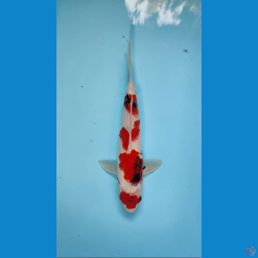 SHOWA TATEGOI ORIGINAL 31 CM