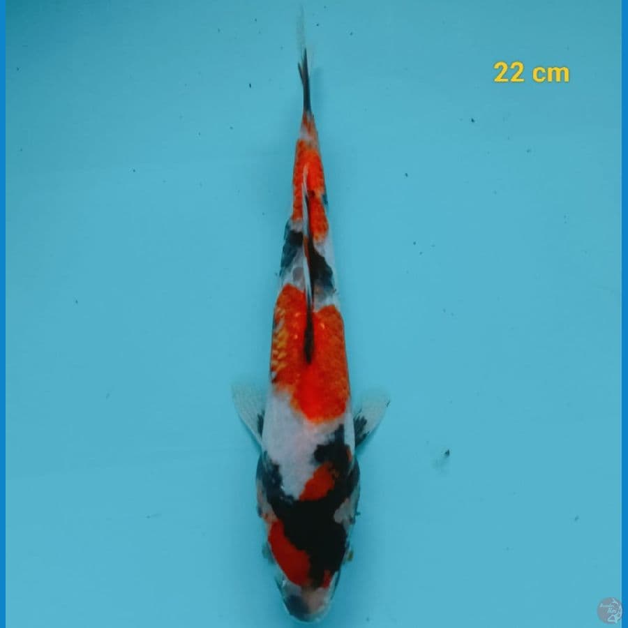 showa 22 cm