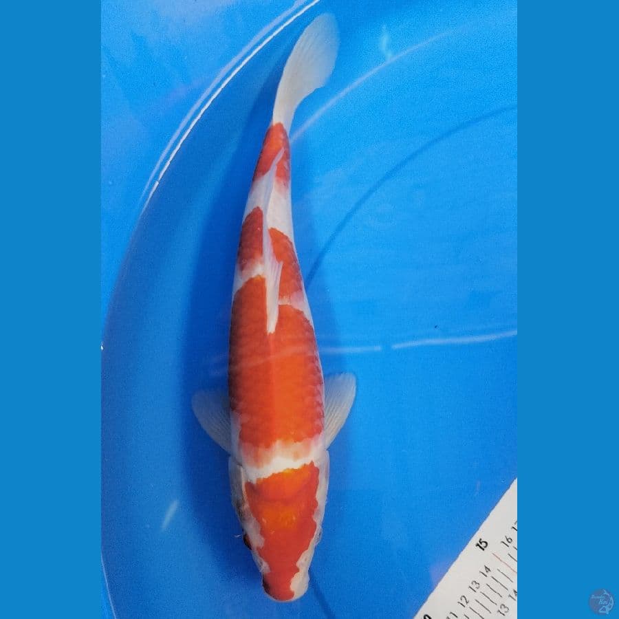 KOHAKU 34CM