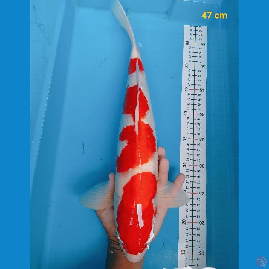 Kohaku ori male 47 cm