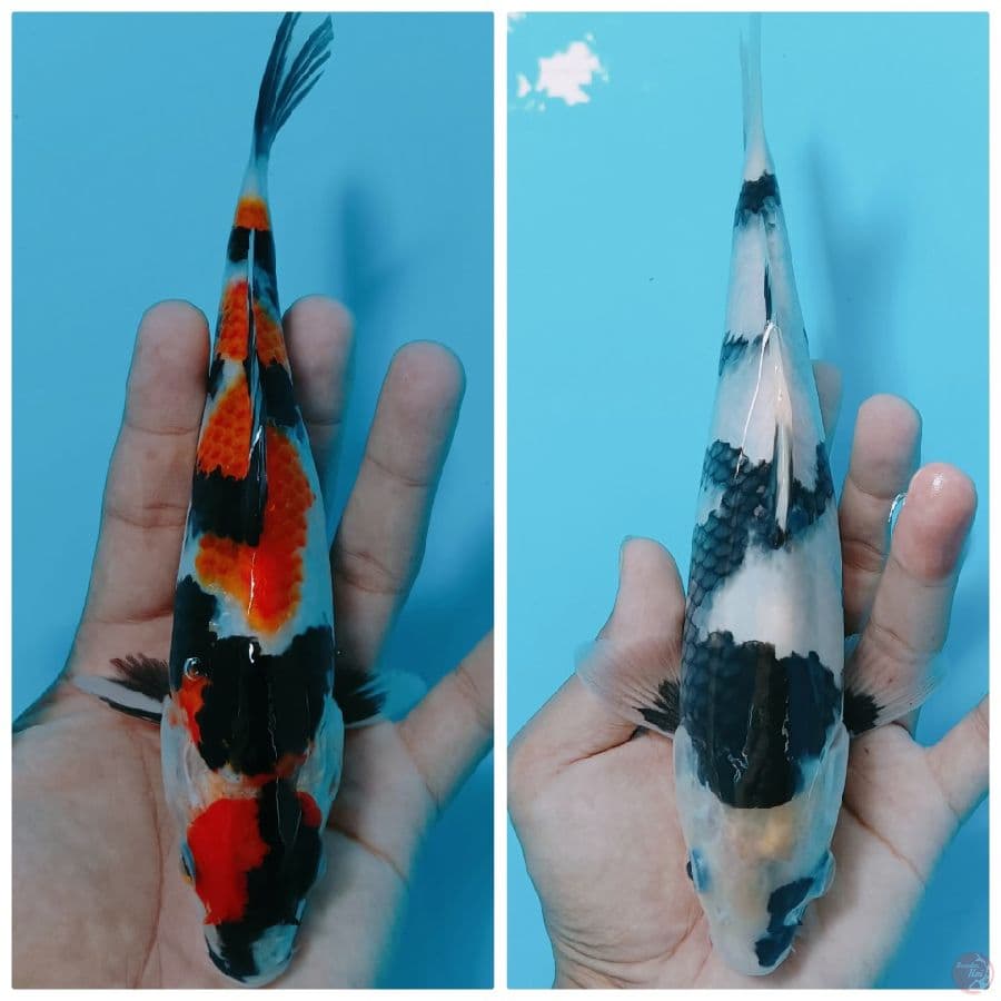 SQ showa 19-25 cm