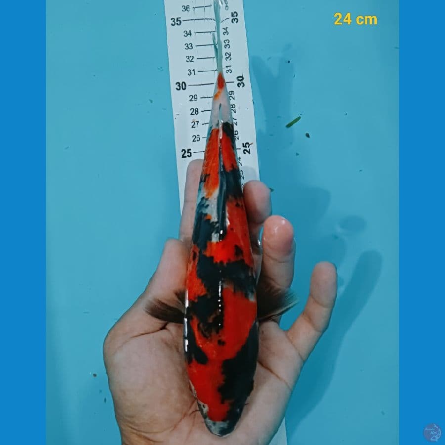 showa 24 cm