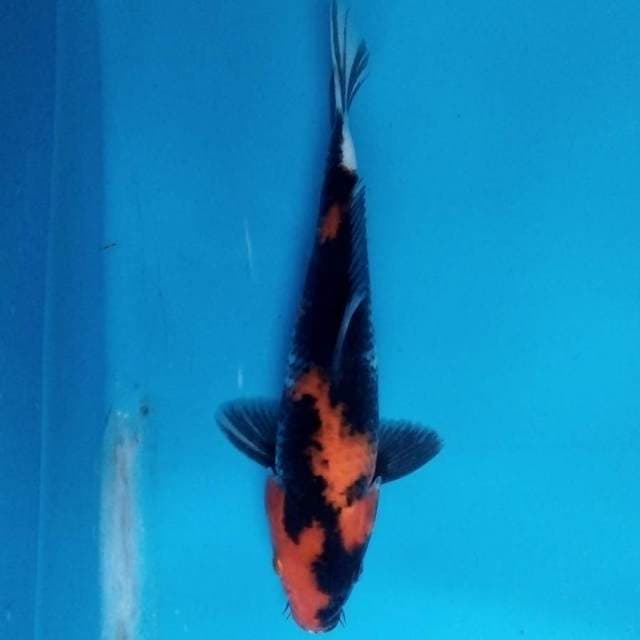 Showa