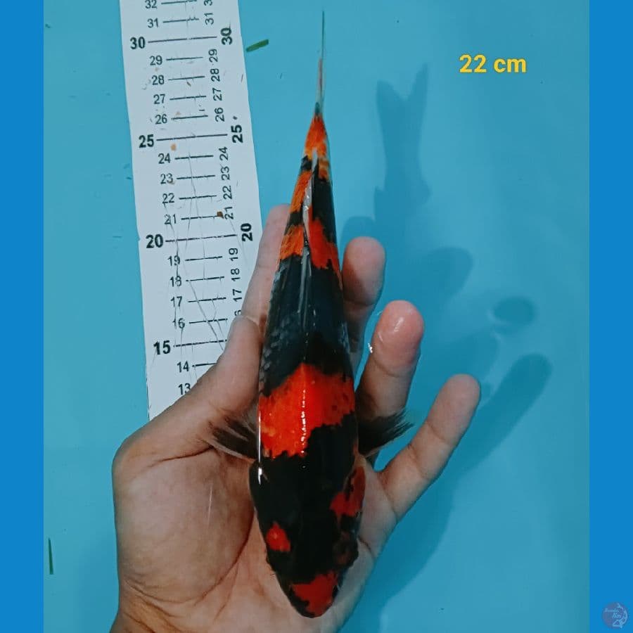 hishowa 22 cm
