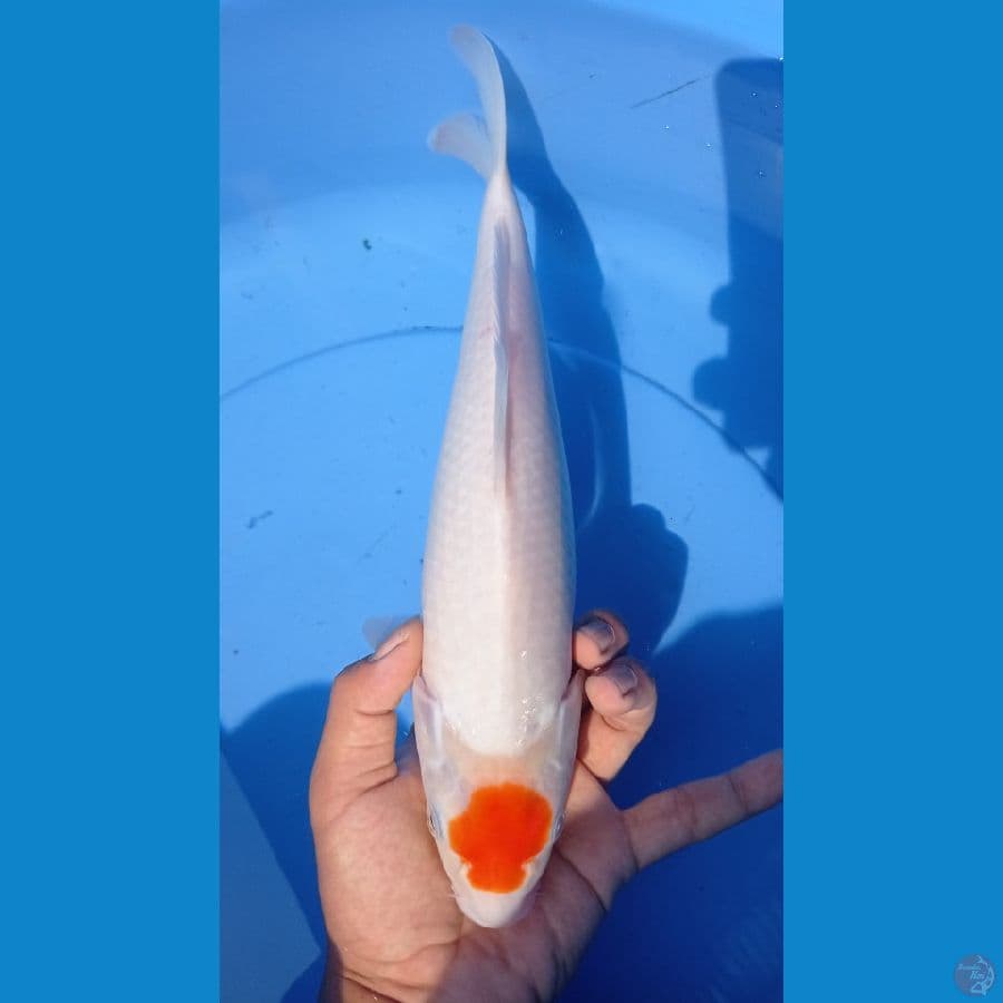 ~TANCO KOHAKU 32CM ~
