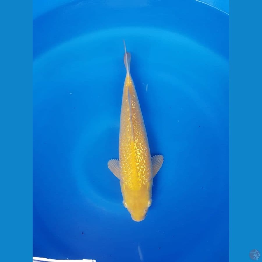 Karasi fuull ginrin 34cm male bulky