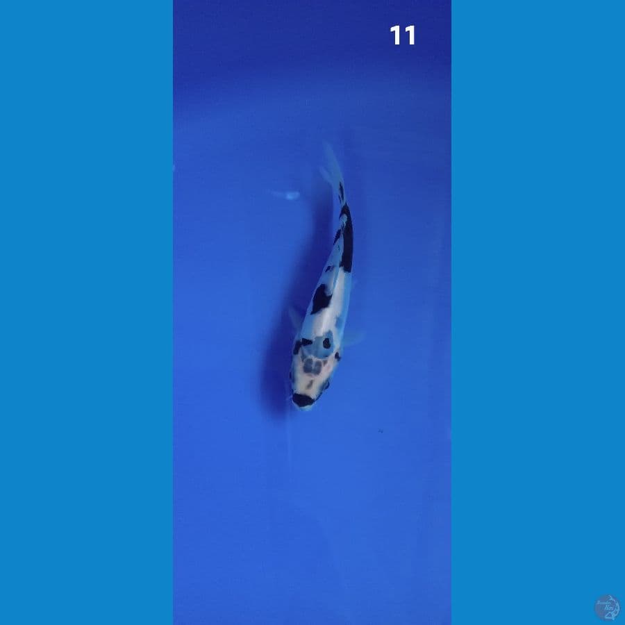 shiro doitzu 11cm