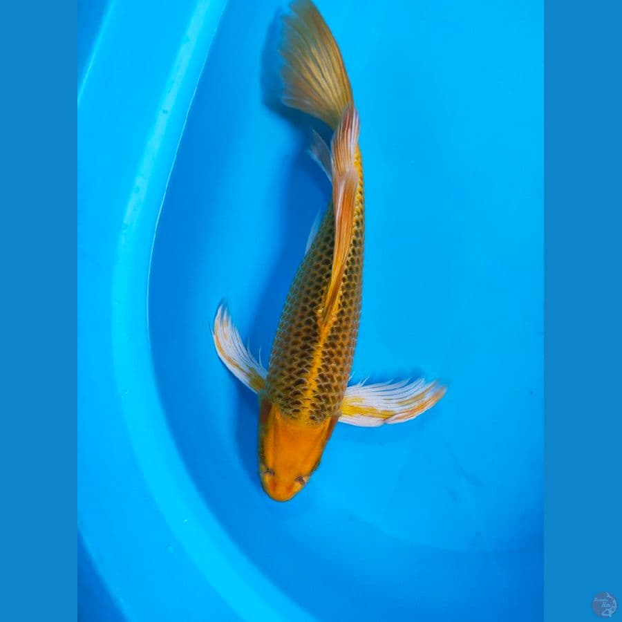 KUMPAY 38CM MALE