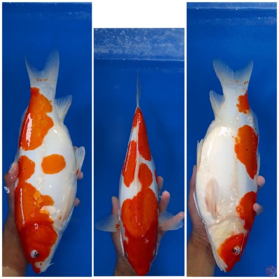 Sanke doit doit aragoke 37 cm