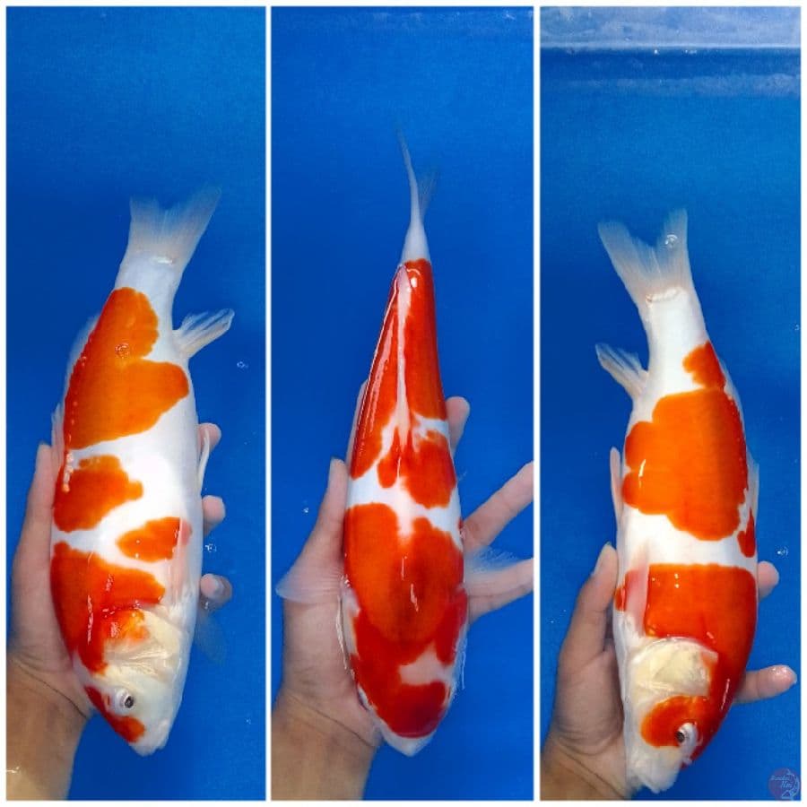 Sanke doit Aragoke 32 cm