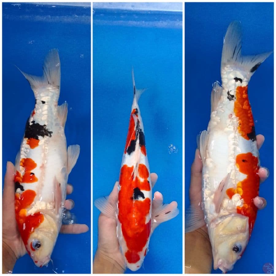 Sanke doit Aragoke 35 cm jantan