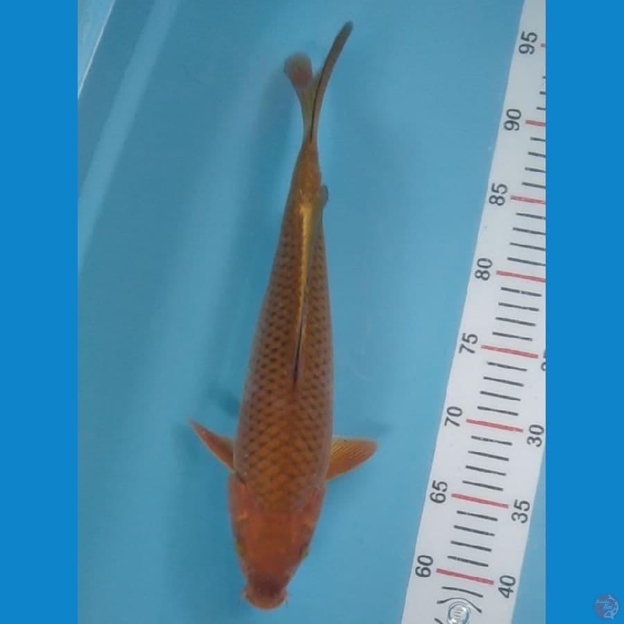 caghoi tembaga 35 cm